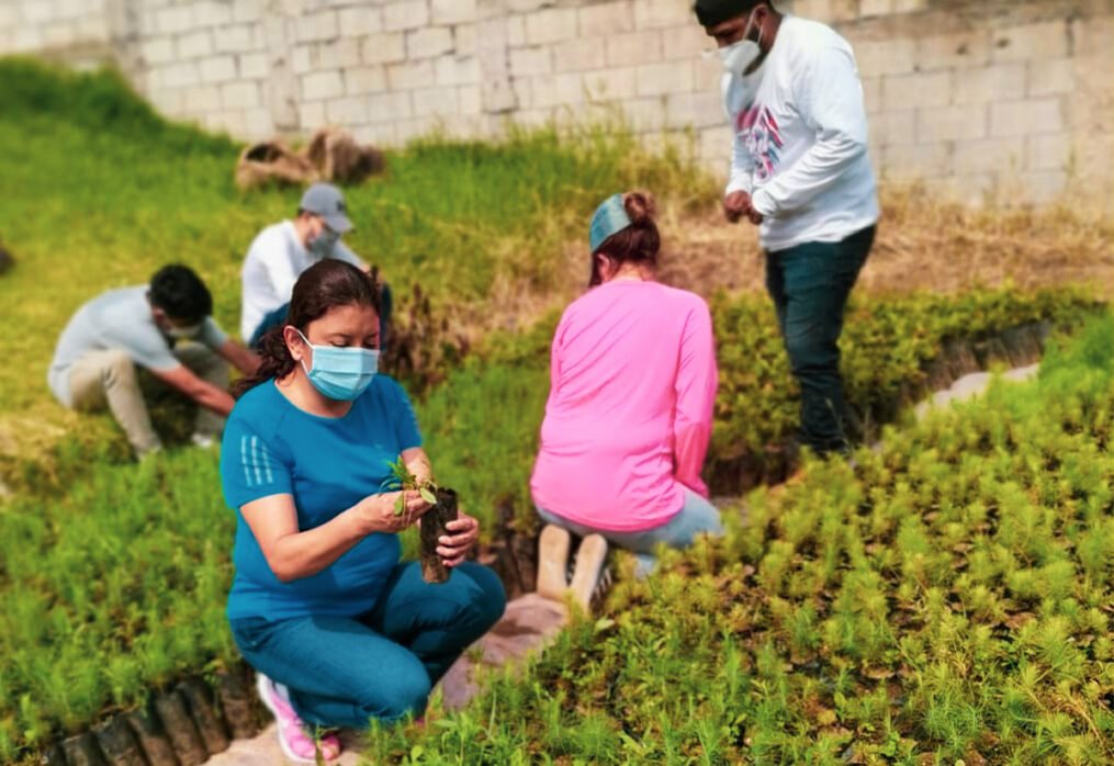 Protocolos de bioseguridad en viveros, planterías y florerías