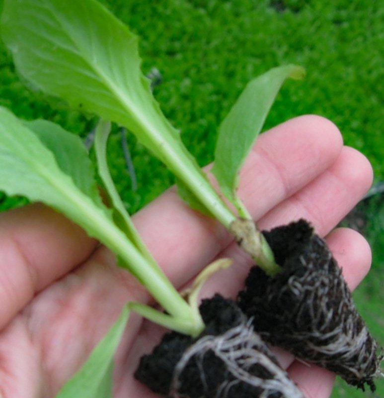 plantulas-semillagro