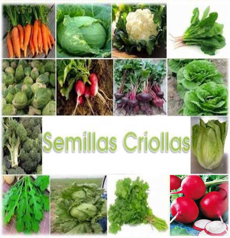 semillas-hortalizas